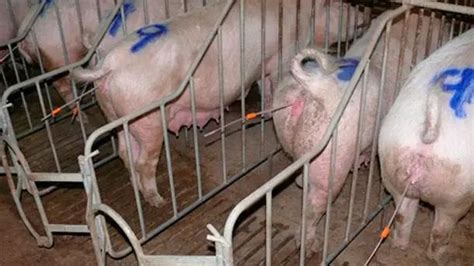 高产母猪是怎样炼成的：打好坚实基础—后备母猪前期培养 - 猪繁育管理/养猪技术 - 中国养猪网-中国养猪行业门户网站