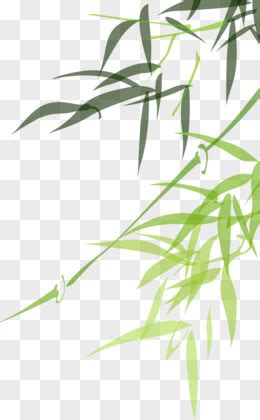 26种 · 竹类植物