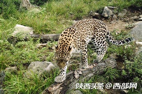 实属罕见陕西长青自然保护区3分钟拍摄2只金钱豹|陕西省_新浪新闻