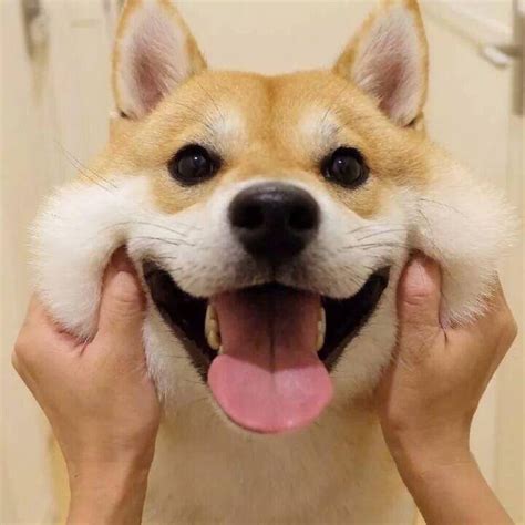 狗头情侣头像非主流