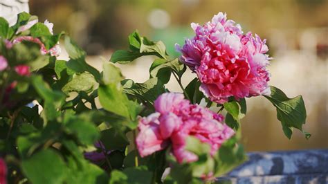 4k唯美牡丹花花朵植物风景实拍视频特效素材-千库网