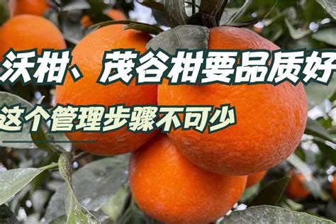 云南江城沃柑新鲜10斤特大水果桔橘橙子整箱一级柑不打蜡包邮爆汁_虎窝淘