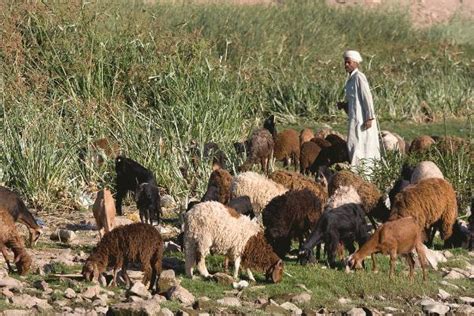 羊年生肖到底是什么羊？专家称中国最早养的是绵羊|羊年|生效_凤凰历史
