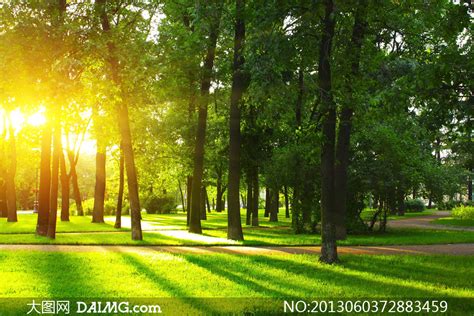 阳光中茂盛的树图片,头像用树,全最美大树风景图片_大山谷图库