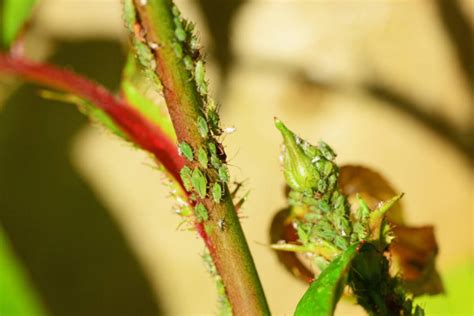 烟蚜茧蜂扩繁防治蚜虫技术-中国农业科学院植物保护研究所