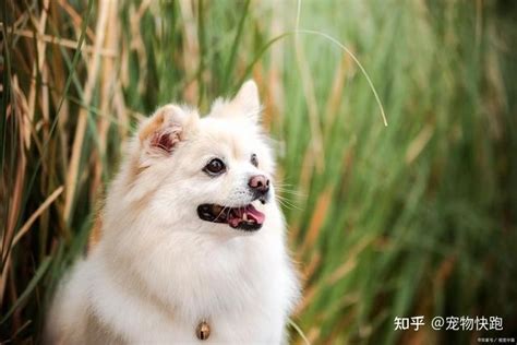 十大适合家养的小型犬 泰迪犬上榜，第七是世界上最小的犬种_排行榜123网