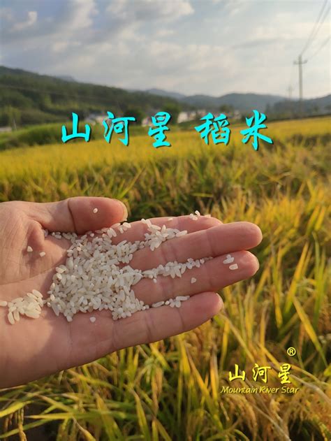 超优千号湘两优900杂交水稻种子产量高产多抗倒超级稻种大米质优_虎窝淘