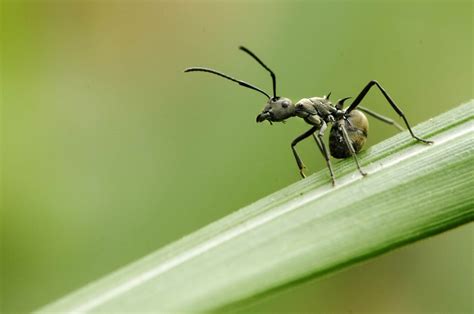 【蚂蚁摄影图片】草丛生态摄影_摄氏_太平洋电脑网摄影部落