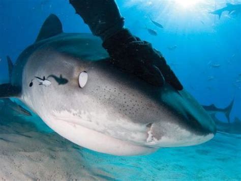 世界上最大的虎鲨，最大体长7.4米（最大体重1524公斤）