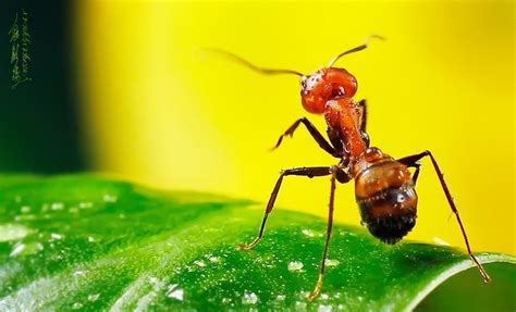 蚂蚁狂想曲-高清晰昆虫之蚂蚁摄影