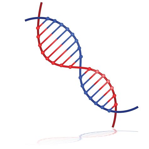 DNA双螺旋结构的发现 - 知乎