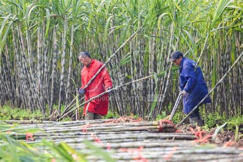 《在人间》第145期：来中国砍甘蔗的越南人_凤凰网