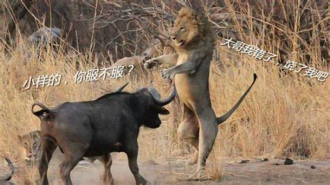 非洲水牛敢和狮子过招，还猎杀过狮子，被称为非洲“五霸之一”！_腾讯视频