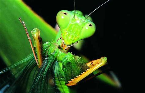 最大的螳螂图片,泰坦巨螳螂图片,龙螳螂(第4页)_大山谷图库