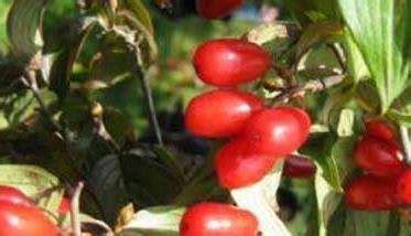 山茱萸种子催芽方法，山茱萸的种子处理 - 农敢网
