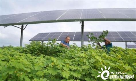 河北内丘推广“农光互补” 清洁能源助力绿色发展-国际太阳能光伏网