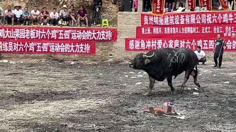 斗牛视频——广西牛对战贵州牛