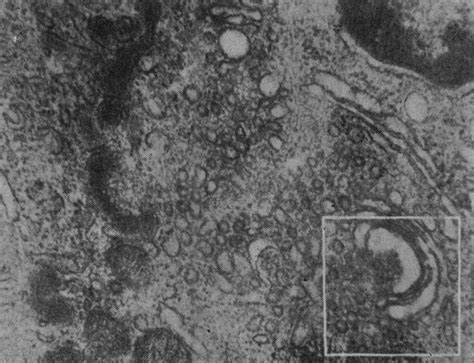 高尔基复合体是在大多数真核细胞中发现的细胞器。高清摄影大图-千库网