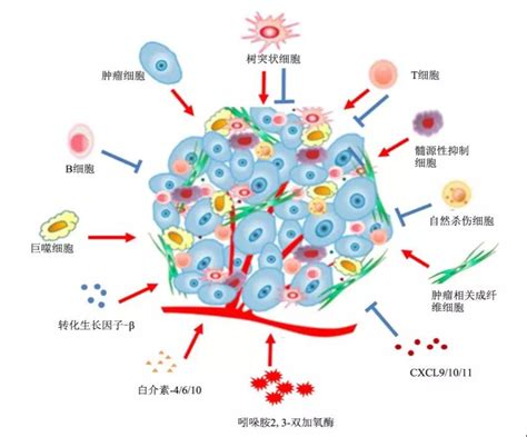 肿瘤免疫细胞治疗的飞虎队——γδT细胞治疗 - 知乎