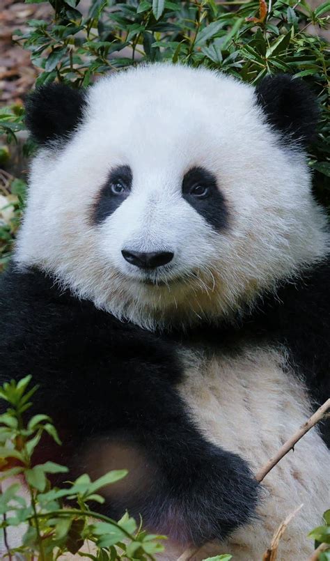 【青春变形记】大红熊猫家族大变身！_腾讯视频