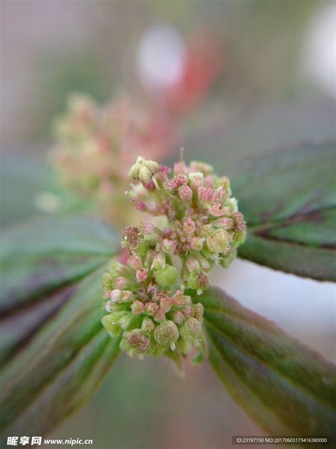 飞扬草图片