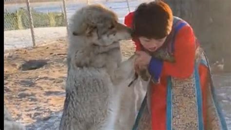 另类俄罗斯家庭将狼作为宠物 10岁女孩骑狼狂奔-中国国际宠物水族用品展CIPS