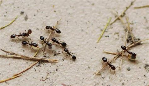 观察蚂蚁的样子,蚂蚁的家_大山谷图库