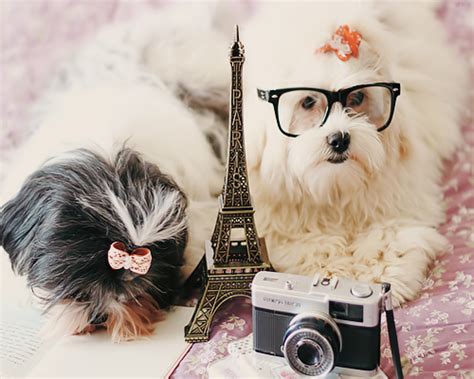 Image about paris in Animals by Jaii on We Heart It