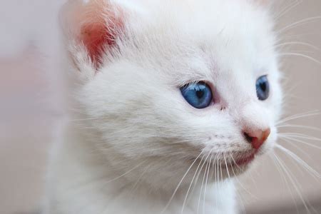 可爱的白色小猫摄影图__家禽家畜_生物世界_摄影图库_昵图网nipic.com