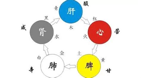 中医五脏包括什么？各有什么作用？-五脏各有哪些生理功能？