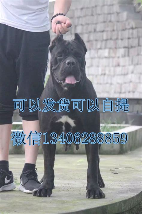 中国最霸气的一种田园犬！曾被誉为“狗王”，现在却被人毁了_斑犬