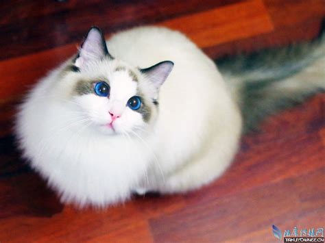 家养纯种健康布偶猫双色蓝眼幼猫活体可上门挑选带证出售 _狗铺子