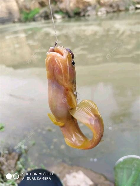 水蜂子鱼图片