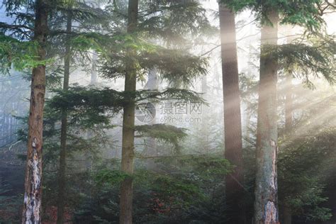 清晨迷雾森林图片