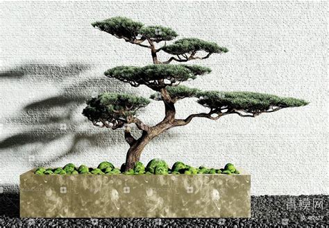 日本五针松-神农架植物-图片