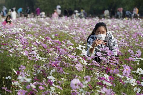 奥森公园秋季花海花开正艳_北京日报网