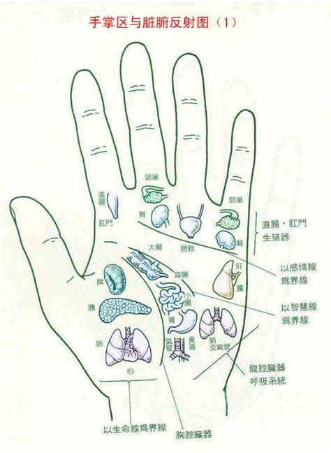 手掌各部位代表什么内脏图