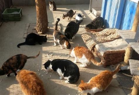陕西最大流浪动物基地，已救助几十万只猫狗，可以不爱但不要伤害|收容|流浪狗|基地_新浪新闻