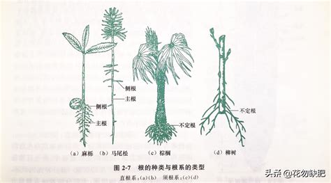 发达的根,农作物,植物花草,摄影,汇图网www.huitu.com