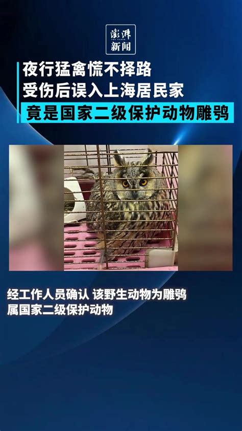 夜行猛禽误入上海居民家，竟是国家二级保护动物_凤凰网视频_凤凰网