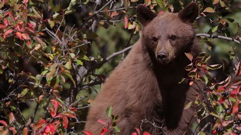 约塞米特国家公园的美国黑熊哺乳动物公园动物食物棕色荒野绿色森林食肉肉桂高清图片下载-正版图片320998513-摄图网