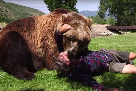 俄罗斯人徒手搏熊？事实非常残忍，莫斯科游客被一头棕熊当众吃掉|俄罗斯_新浪新闻