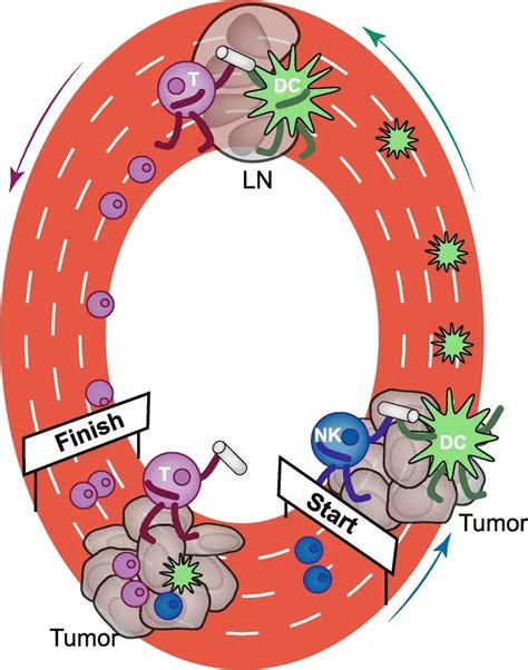 【附图】 常见T细胞和NK细胞淋巴瘤的免疫组织化学标记分子特点 _血液病学 | 天山医学院