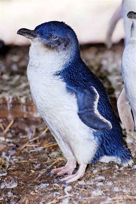 世界上最小的企鹅 小蓝企鹅(身高只有四十多厘米) - 醉梦生活网