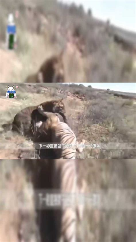 两只老虎打架并杀死对方！真是一山不容二虎？镜头记录精彩全过程_腾讯视频