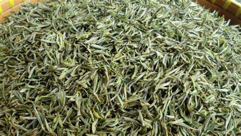 黄山毛峰和安吉白茶的区别(4个方面)- 茶文化网