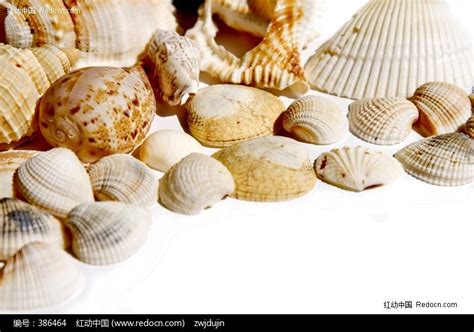 贝壳的种类有哪些（中国贝类大全） – 碳资讯