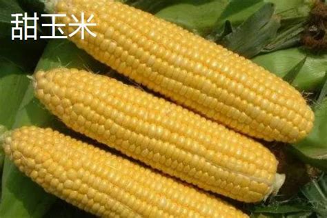 tk601玉米种子简介（玉米品种tk601特征特性）-植物说