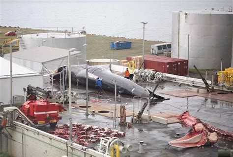 残忍！稀有杂交鲸鱼被冰岛捕杀。-青岛水族馆官方网站