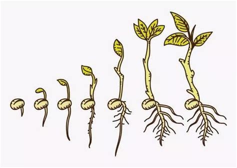 一组卡通手绘植物生长过程素材图片免费下载_PNG素材_编号vwxide7wn_图精灵